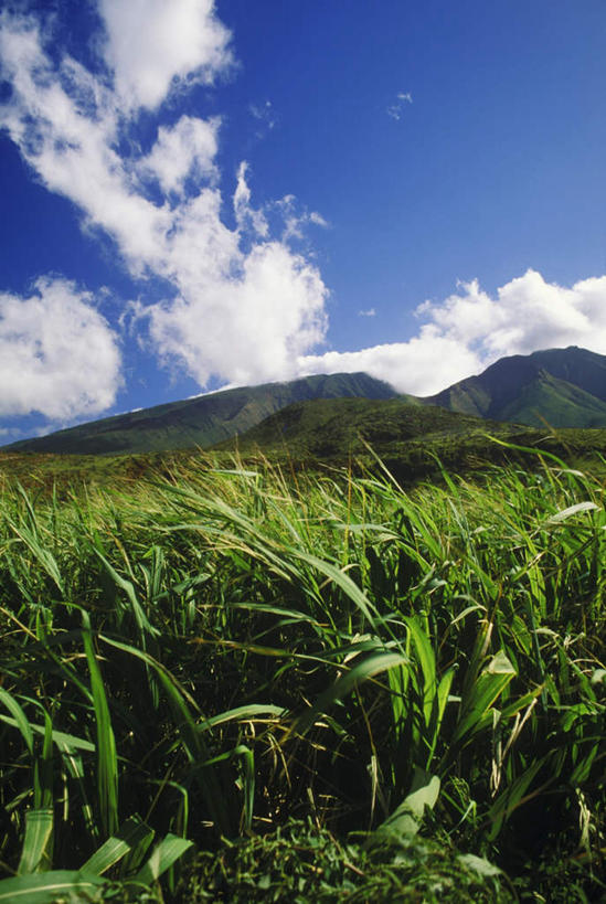 无人,农田,竖图,室外,白天,仰视,旅游,度假,庄稼,农作物,草地,草坪,岛屿,美景,山,山脉,植物,叶子,夏威夷,美国,阴影,光线,影子,景观,山峰,云,云朵,绿叶,山峦,云彩,娱乐,草,蓝色,绿色,白云,蓝天,天空,阳光,自然,群山,天,享受,休闲,嫩叶,景色,放松,晴朗,北美,北美洲,自然风光,美洲,夏威夷岛,夏威夷州,爱洛哈之州,北亚美利加洲,亚美利加洲,大岛,叶,叶片,列岛,群岛,诸岛,晴空,彩图,低角度拍摄,耕地,庄稼田