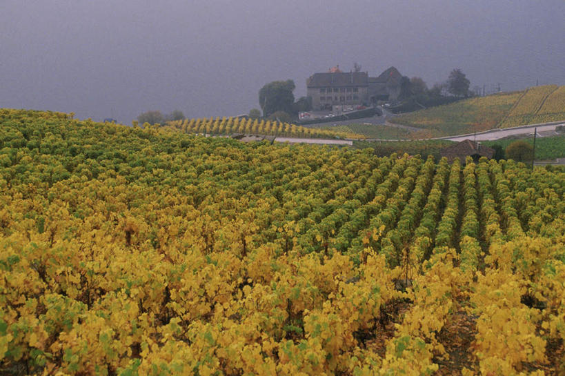 无人,果园,横图,室外,白天,正面,旅游,度假,草地,草坪,美景,田园,植物,瑞士,欧洲,阴影,光线,影子,景观,娱乐,葡萄园,草,树,树木,蓝色,绿色,蓝天,天空,阳光,自然,庄园,天,享受,休闲,景色,放松,生长,晴朗,成长,自然风光,中欧,万里无云,首府,瑞士联邦,洛桑,沃州,晴空,晴空万里,彩图