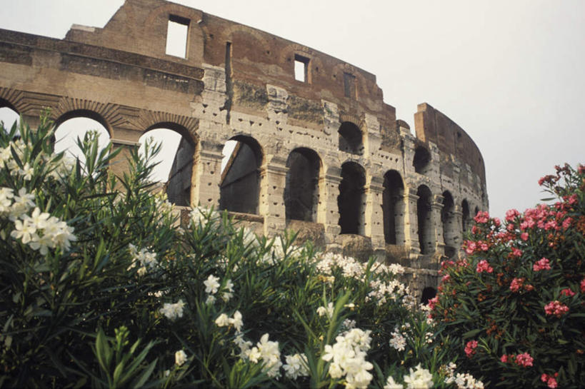 无人,横图,室外,白天,仰视,旅游,度假,石头,名胜古迹,植物,标志建筑,地标,建筑,意大利,欧洲,罗马,遗迹,盛开,石子,墙,首都,花蕾,古迹,文物,娱乐,建设,古建筑,墙壁,墙面,花,花瓣,花朵,鲜花,树,树木,绿色,自然,花苞,花蕊,享受,休闲,旅游胜地,放松,生长,成长,废纸,南欧,罗马竞技场,古文明,意大利共和国,罗马斗兽场,哥罗塞姆,古罗马圆形大剧场,科洛西姆,罗马大角斗场,罗马圆形竞技场,石块,岩石,彩图,低角度拍摄