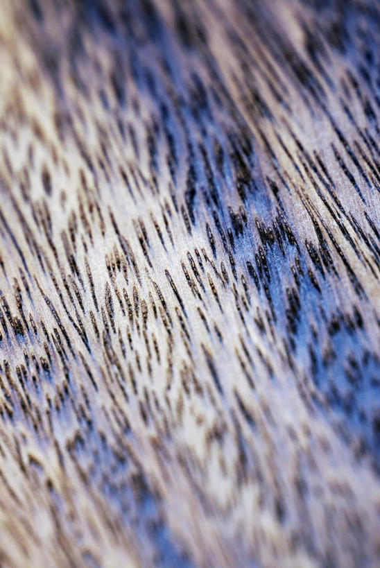 无人,竖图,室内,特写,白天,正面,静物,阴影,花纹,反射,布,图案,影子,布纹,蓝色,白色,黑色,布匹,彩图