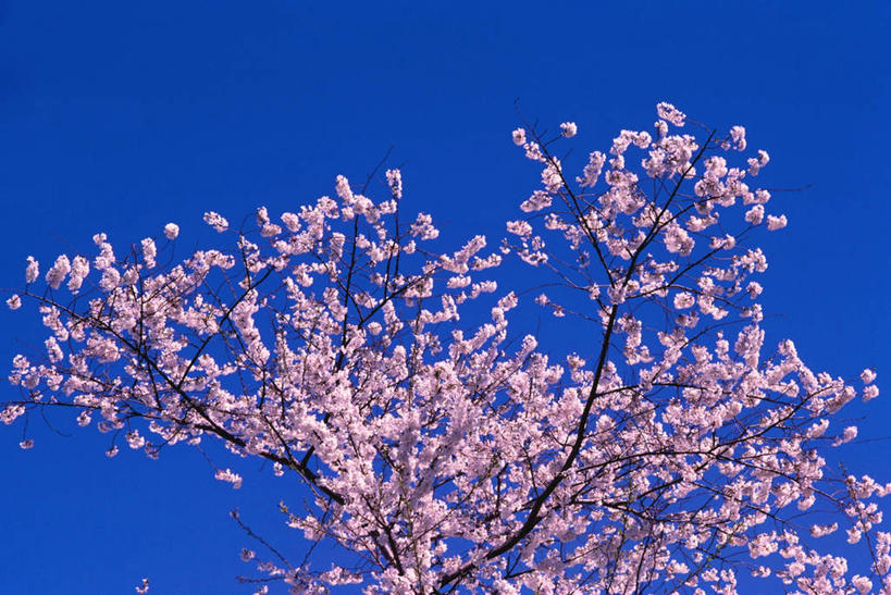 无人,横图,室外,特写,白天,仰视,幸福,纯洁,美景,植物,樱花,美国,阴影,盛开,光线,影子,景观,枝条,首都,花蕾,花,花瓣,花朵,鲜花,树,树木,树枝,粉色,蓝色,蓝天,天空,阳光,自然,天,花苞,花蕊,景色,晴朗,等待,北美,北美洲,生命,自然风光,美洲,华盛顿特区,万里无云,华盛顿哥伦比亚特区,华府,北亚美利加洲,亚美利加洲,仙樱花,福岛樱,青肤樱,高尚,热烈,虬枝,枝杈,晴空,晴空万里,荆桃,彩图,低角度拍摄