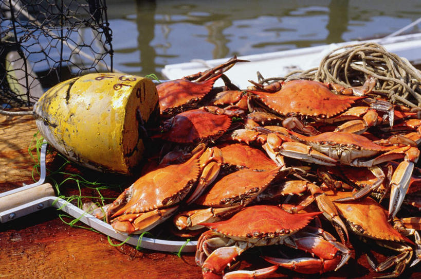 蟹,无人,码头,横图,俯视,室外,特写,白天,度假,海浪,海洋,美景,城市风光,城市,港口,美国,一堆,许多,阴影,堆叠,堆积,光线,螃蟹,影子,景观,浪花,娱乐,阳光,海水,享受,休闲,景色,放松,渔网,堆,渔具,北美,北美洲,抓捕,美洲,捕捞,鱼网,海景,游艇码头,拉网,捕捞工具,首府,马里兰州,自由之州,战线之州,马里兰,北亚美利加洲,亚美利加洲,小美国,安纳波利斯,安那波利斯,亚那波里斯,大海,风浪,海,海水的波动,近岸浪,涌浪,半身,彩图,高角度拍摄,摆渡口,埠头,渡口,渡头,港湾,海港,口岸