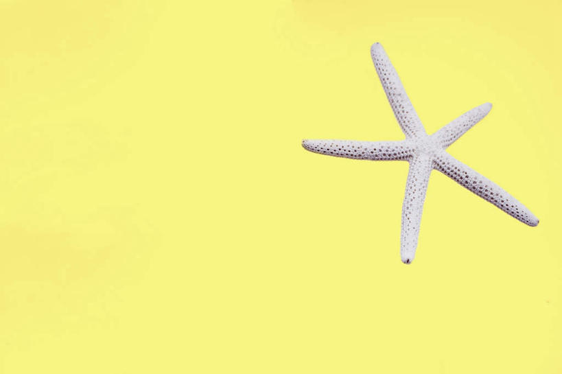 无人,横图,俯视,室内,特写,白天,海星,黄色背景,海洋生物,一个,自然,动物,生物,摄影,影棚,单个,棘皮动物门,星鱼,彩图,高角度拍摄,全身,影棚拍摄,拍摄