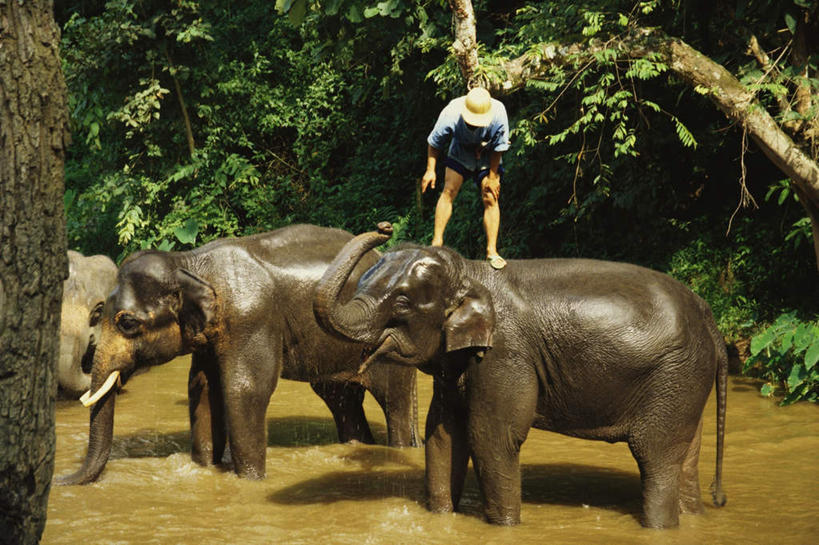 东方人,一个人,站,横图,室外,白天,正面,民族服装,旅游,度假,河流,美景,水,植物,哺乳动物,大象,野生动物,帽子,泰国,亚洲,仅一个男性,仅一个人,弯腰,服装,草帽,河水,景观,水流,注视,黄种人,娱乐,清迈,树,树木,仅一个年轻男性,衣服,绿色,自然,动物,观察,看,站着,享受,休闲,景色,放松,服饰,东南亚,生长,成长,观看,察看,衣着,穿着,关注,自然风光,首府,泰王国,清迈府,弯身,衣饰,清迈省,男人,男性,年轻男性,亚洲人,象,站立,彩图,全身,传统服装,民俗服,马沙大象营