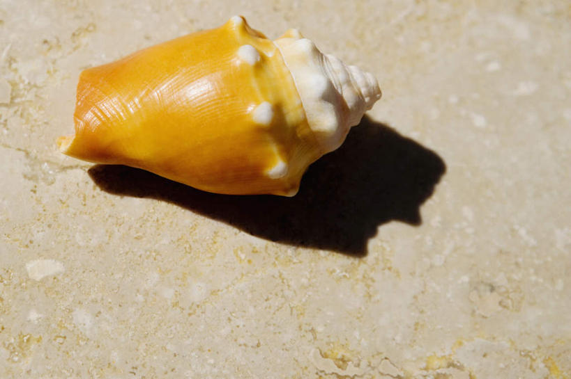 无人,横图,俯视,室外,特写,白天,静物,阴影,光线,瓷砖,地砖,影子,海螺,地面,海洋生物,一个,黄色,阳光,单个,软体动物,峨螺,水生动物,水生物,海底动物,彩图,高角度拍摄