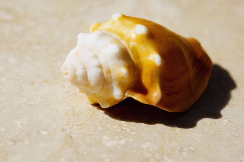 无人,横图,俯视,室外,特写,白天,静物,阴影,光线,瓷砖,地砖,影子,海螺,地面,海洋生物,一个,阳光,单个,软体动物,峨螺,水生动物,水生物,海底动物,彩图,高角度拍摄