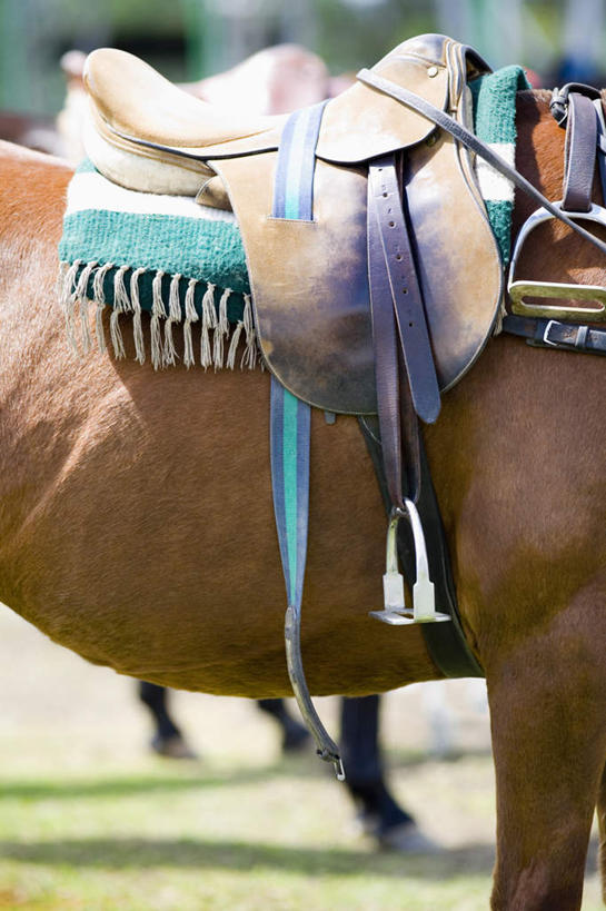 无人,农场,站,竖图,室外,特写,白天,侧面,畜牧业,牧场,草地,草坪,植物,马,野生动物,阴影,朦胧,模糊,光线,影子,一匹,座位,马鞍,草,绿色,阳光,动物,站着,运输,牲畜,畜牧,牧业,马具,站立,半身,彩图