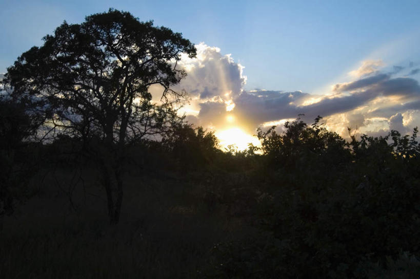无人,动物园,横图,室外,白天,正面,旅游,度假,美景,日落,森林,树林,植物,非洲,南非,阴影,光线,影子,景观,晚霞,霞光,落日,背光,娱乐,树,树木,绿色,阳光,自然,黄昏,享受,休闲,景色,彩霞,放松,生长,成长,国家公园,自然风光,逆光,克鲁格国家公园,阿非利加洲,德兰士瓦省,南非共和国,夕照,夕阳,彩图,斜阳