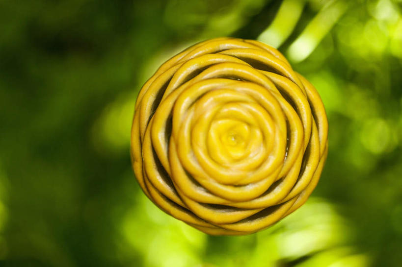 无人,横图,室外,特写,白天,正面,美景,叶子,夏威夷,美国,朦胧,模糊,盛开,景观,绿叶,花蕾,花,花瓣,花朵,鲜花,一朵,黄色,自然,花苞,花蕊,嫩叶,景色,北美,北美洲,自然风光,美洲,夏威夷州,爱洛哈之州,希洛,北亚美利加洲,亚美利加洲,叶,叶片,彩图,蜂巢姜,黄球姜,夏威夷热带植物园