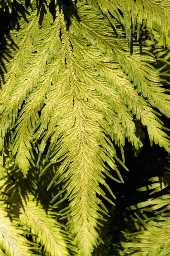 无人,竖图,室外,特写,白天,正面,旅游,度假,美景,植物,叶子,夏威夷,美国,朦胧,模糊,景观,绿叶,娱乐,绿色,自然,享受,休闲,嫩叶,景色,放松,生长,成长,北美,北美洲,自然风光,美洲,夏威夷州,爱洛哈之州,希洛,北亚美利加洲,亚美利加洲,叶,叶片,彩图