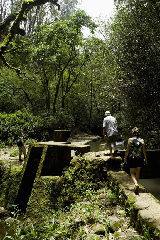 西方人,两个人,走,竖图,室外,白天,爱情,旅游,探险,草地,草坪,岛屿,树林,植物,夏威夷,欧洲,美国,欧洲人,服装,树桩,浪漫,休闲装,刺激,草,树,树干,树木,背面,衣服,绿色,自然,享受,休闲,温暖,温馨,休闲服,木桩,恩爱,恋人,服饰,生长,成长,和睦,北美,北美洲,美洲,惊险,户外运动,考察,夏威夷岛,夏威夷州,爱洛哈之州,北亚美利加洲,亚美利加洲,大岛,冒险,男人,男性,年轻男性,年轻女性,女人,女性,白种人,情侣,列岛,群岛,诸岛,步行,散步,走路,彩图,全身,伴侣,融洽