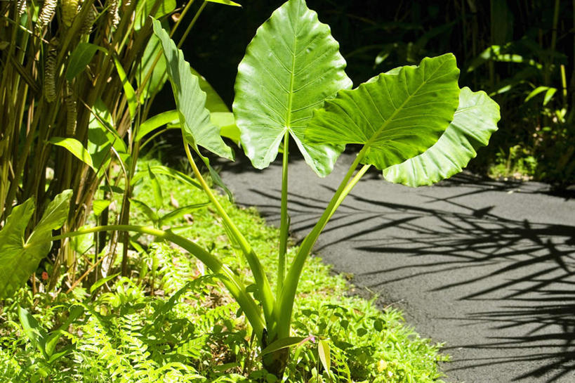 无人,横图,室外,白天,正面,旅游,度假,草地,草坪,美景,植物,夏威夷,美国,景观,娱乐,草,树,树木,绿色,自然,享受,休闲,景色,放松,生长,成长,香蕉叶,北美,北美洲,自然风光,美洲,夏威夷州,爱洛哈之州,希洛,北亚美利加洲,亚美利加洲,彩图