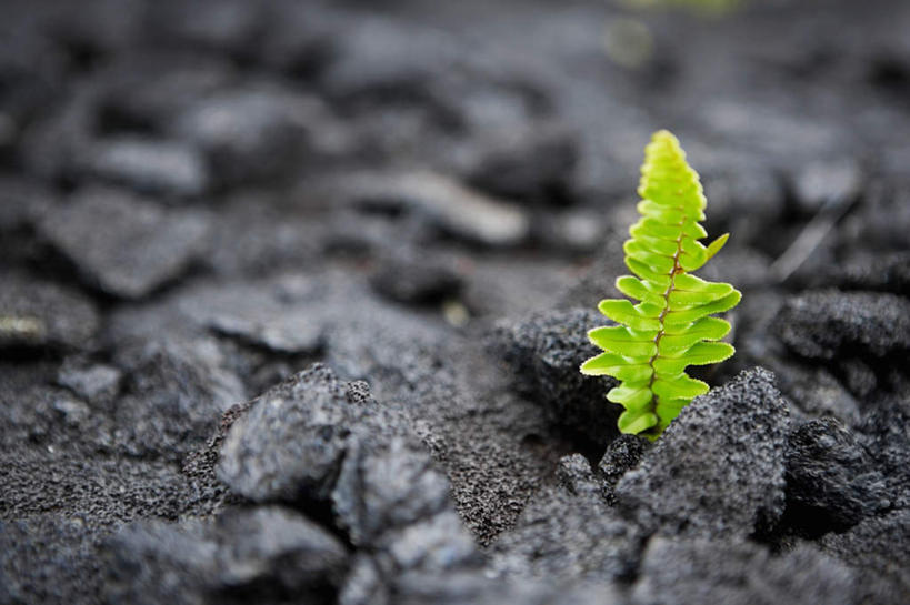 无人,横图,俯视,室外,特写,白天,旅游,度假,岛屿,石头,美景,植物,夏威夷,美国,朦胧,模糊,石子,景观,娱乐,绿色,自然,享受,休闲,景色,放松,生长,成长,蕨类,北美,北美洲,蕨类植物,自然风光,美洲,蹄盖蕨,夏威夷岛,夏威夷州,爱洛哈之州,北亚美利加洲,亚美利加洲,大岛,列岛,群岛,石块,岩石,诸岛,彩图,高角度拍摄