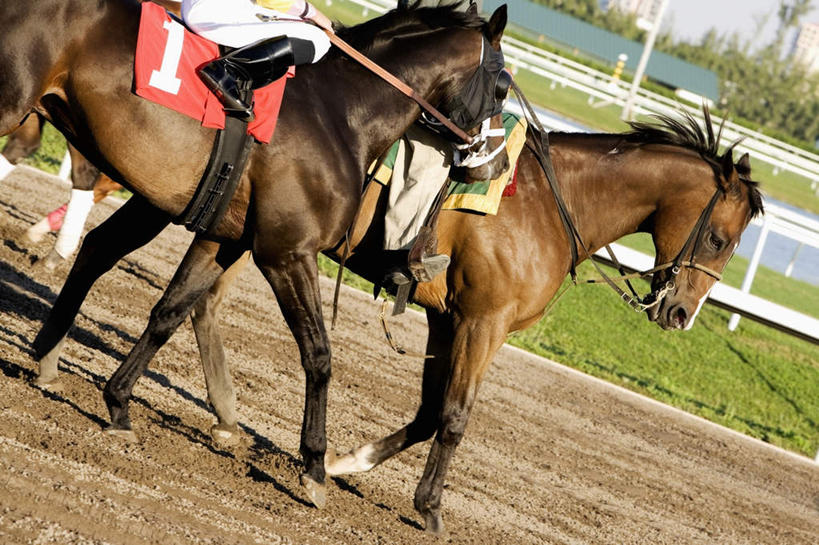 西方人,两个人,运动员,体育馆,运动场,坐,横图,室外,白天,侧面,运动服,草地,草坪,植物,马,野生动物,欧洲,欧洲人,握,服装,标志,数字,文字,字符,标识,体育场,马场,座位,马鞍,草,树,树木,衣服,绿色,自然,动物,握着,运输,阿拉伯数字,服饰,牲畜,生长,成长,两匹,衣着,穿着,赛马场,跑马场,运动馆,衣饰,马具,男人,男性,年轻男性,白种人,体育运动员,运动选手,坐着,半身,彩图,运动装