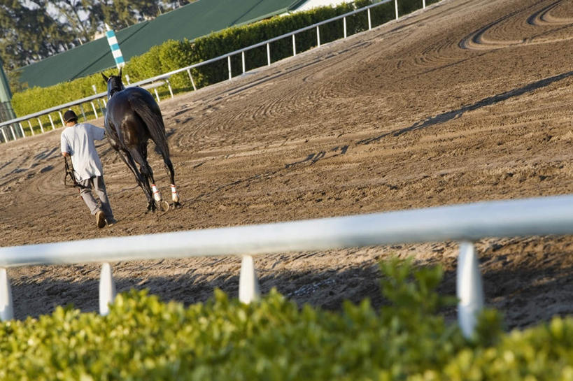 西方人,一个人,体育馆,栏杆,运动场,走,横图,室外,白天,运动服,草地,草坪,植物,马,野生动物,欧洲,欧洲人,仅一个男性,仅一个人,握,服装,扶手,体育场,护栏,马场,一匹,座位,马鞍,草,树,树木,仅一个年轻男性,背面,衣服,绿色,自然,动物,握着,运输,服饰,牲畜,生长,成长,衣着,穿着,赛马场,跑马场,运动馆,衣饰,马具,男人,男性,年轻男性,白种人,步行,散步,走路,彩图,全身,运动装