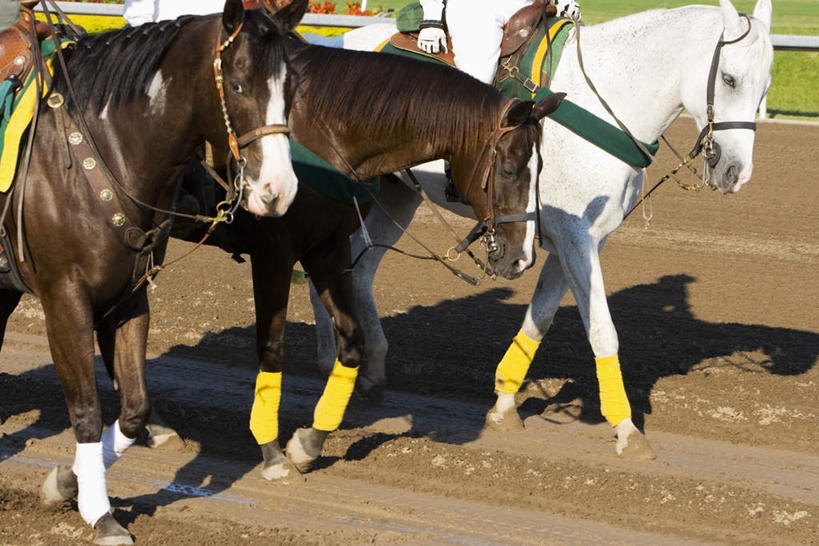 西方人,三个人,体育馆,运动场,坐,横图,室外,白天,侧面,运动服,锻炼,快乐,比赛,运动,竞争,马,野生动物,欧洲,欧洲人,骑马,阴影,服装,光线,影子,娱乐,体育场,马场,衣服,阳光,动物,休闲,运输,服饰,牲畜,体育运动,衣着,穿着,三匹,赛马场,跑马场,运动馆,衣饰,体育,男人,男性,年轻男性,白种人,坐着,半身,彩图,健身,运动装