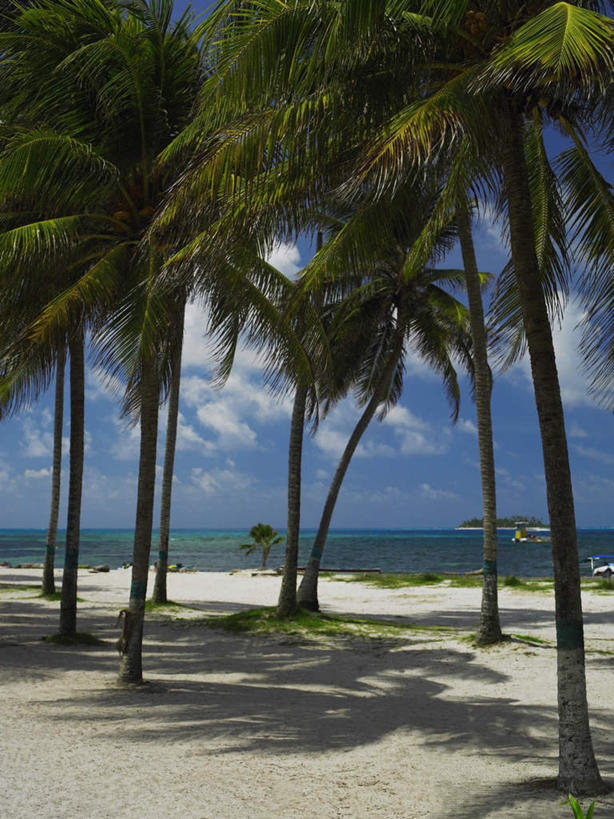 无人,竖图,室外,白天,正面,旅游,度假,海浪,海洋,美景,沙滩,植物,棕榈树,叶子,美国,阴影,光线,沙子,影子,海岸,景观,浪花,云,云朵,绿叶,沙地,首都,云彩,娱乐,树,树木,蓝色,绿色,白云,蓝天,天空,阳光,自然,海水,天,享受,休闲,嫩叶,景色,放松,生长,晴朗,成长,北美,北美洲,自然风光,美洲,海景,棕榈叶,华盛顿特区,首府,华盛顿哥伦比亚特区,华府,北亚美利加洲,亚美利加洲,哥伦比亚特区,叶,叶片,大海,风浪,海,海水的波动,海滩,近岸浪,涌浪,晴空,彩图