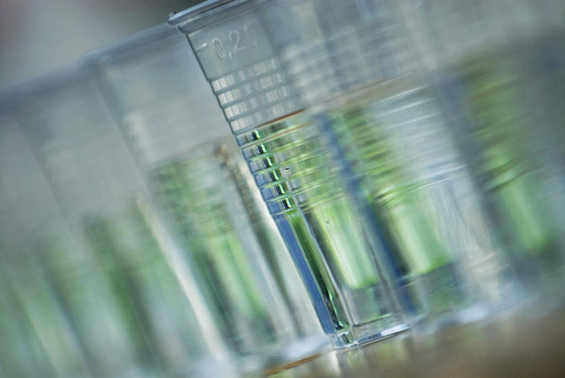 无人,横图,室内,特写,白天,正面,实验,仪器,杯子,一排,许多,阴影,朦胧,模糊,研究,整齐,透明,反射,分析,化学,测试,烧杯,液体,影子,玻璃制品,排列,玻璃瓶,瓶子,器皿,队列,计量,玻璃仪器,试验耗材,实验用品,玻璃杯,彩图