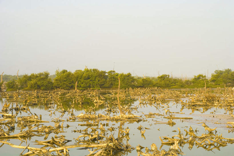 无人,横图,室外,白天,正面,旅游,度假,美景,森林,树林,植物,美国,阴影,光线,影子,景观,首都,娱乐,树,树木,蓝色,绿色,蓝天,天空,阳光,自然,天,享受,休闲,景色,放松,生长,晴朗,成长,沼泽,北美,北美洲,自然风光,美洲,华盛顿特区,万里无云,首府,华盛顿哥伦比亚特区,华府,北亚美利加洲,亚美利加洲,哥伦比亚特区,池沼,晴空,晴空万里,彩图