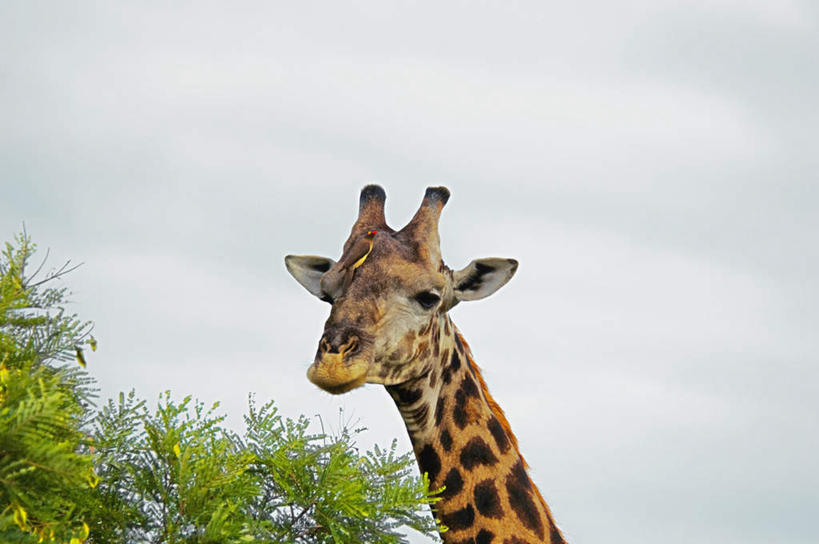 无人,动物园,站,横图,室外,白天,仰视,旅游,度假,美景,植物,哺乳动物,长颈鹿,野生动物,非洲,南非,阴影,光线,影子,景观,云,云朵,云彩,注视,娱乐,树,树木,一只,蓝色,绿色,白云,蓝天,天空,阳光,自然,动物,天,观察,看,站着,享受,休闲,景色,放松,活泼,生长,晴朗,成长,观看,察看,国家公园,关注,自然风光,克鲁格国家公园,阿非利加洲,德兰士瓦省,南非共和国,晴空,站立,半身,彩图,低角度拍摄