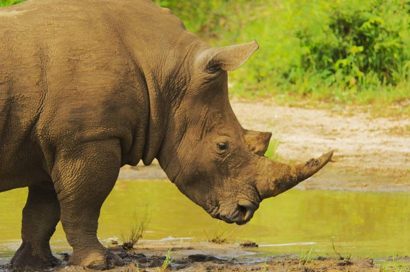 无人,站,横图,室外,白天,正面,草地,草坪,美景,植物,野生动物,非洲,南非,一头,阴影,光线,影子,景观,注视,草,绿色,阳光,自然,动物,观察,看,站着,景色,观看,察看,关注,自然风光,凶猛,阿非利加洲,南非共和国,残暴,凶残,犀牛,站立,半身,彩图