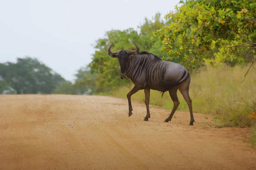 无人,动物园,横图,室外,白天,侧面,旅游,度假,美景,植物,道路,路,牛,非洲,南非,阴影,光线,影子,景观,小路,交通,娱乐,树,树木,蓝色,绿色,蓝天,天空,阳光,自然,天,享受,休闲,家畜,景色,放松,牲畜,生长,晴朗,成长,国家公园,自然风光,万里无云,克鲁格国家公园,阿非利加洲,德兰士瓦省,南非共和国,晴空,晴空万里,彩图,全身