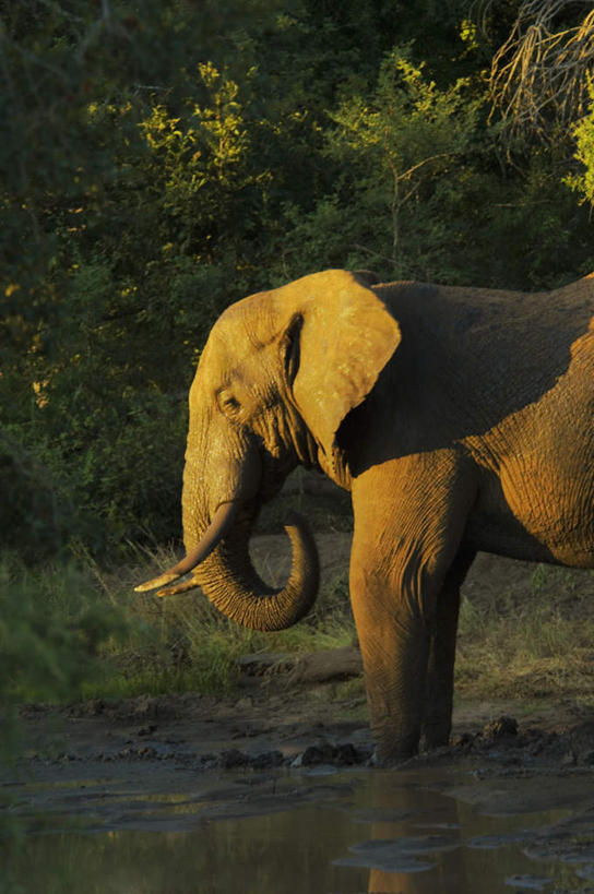 无人,站,竖图,室外,白天,正面,旅游,草地,草坪,河流,美景,水,植物,哺乳动物,大象,野生动物,非洲,南非,一头,阴影,波纹,光线,影子,河水,景观,水流,涟漪,注视,草,树,树木,绿色,水纹,阳光,自然,动物,波浪,观察,看,站着,景色,生长,成长,观看,察看,关注,自然风光,水晕,阿非利加洲,南非共和国,象,站立,彩图,游览