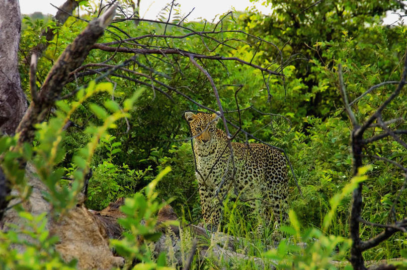 无人,站,横图,室外,白天,正面,旅游,度假,美景,植物,野生动物,叶子,非洲,南非,阴影,光线,影子,景观,绿叶,枝条,注视,娱乐,树,树木,树枝,一只,阳光,自然,动物,观察,看,站着,享受,休闲,嫩叶,景色,放松,观看,察看,关注,自然风光,美洲豹,凶猛,阿非利加洲,南非共和国,美洲虎,虬枝,枝杈,残暴,凶残,叶,叶片,站立,彩图,全身