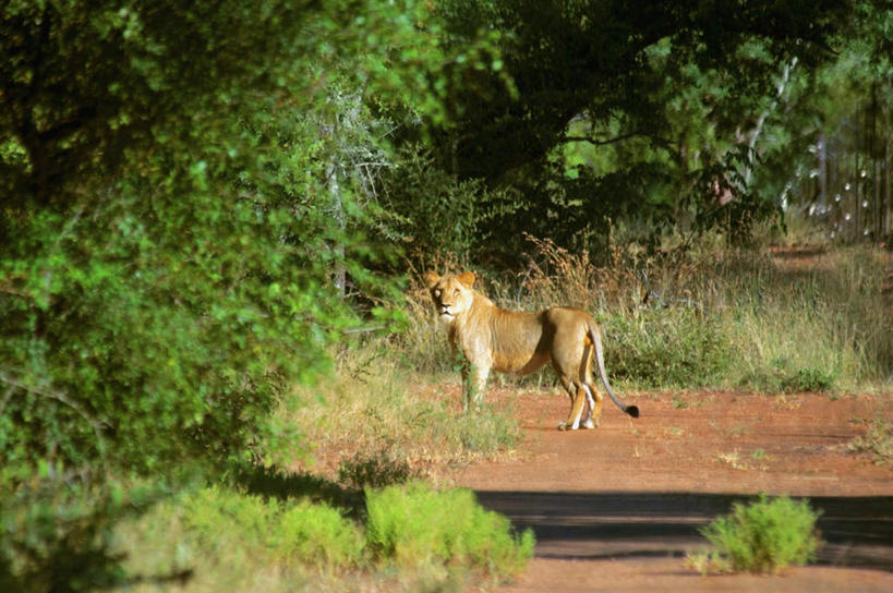 无人,站,横图,室外,白天,正面,旅游,度假,美景,植物,哺乳动物,野生动物,狮子,叶子,非洲,南非,阴影,光线,影子,景观,绿叶,扭头,注视,娱乐,树,树木,一只,绿色,阳光,自然,动物,观察,看,站着,转头,享受,休闲,嫩叶,景色,放松,生长,成长,观看,察看,关注,自然风光,凶猛,阿非利加洲,南非共和国,残暴,凶残,叶,叶片,站立,彩图,全身