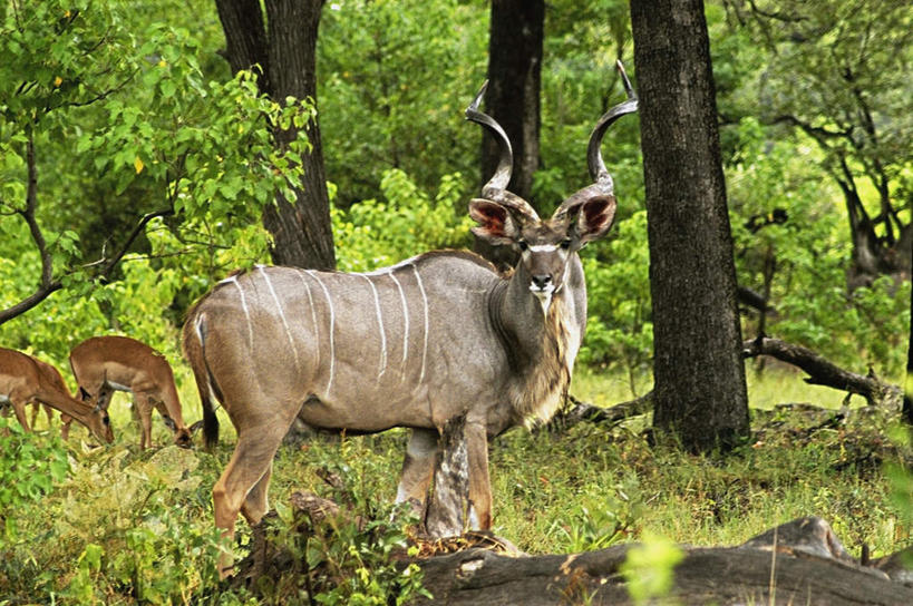 无人,站,吃,横图,室外,白天,正面,旅游,度假,美景,植物,野生动物,羊,非洲,博茨瓦纳,三只,阴影,光线,羚羊,影子,景观,扭头,注视,娱乐,树,树木,绿色,阳光,自然,动物,低头,观察,看,站着,转头,享受,休闲,景色,放松,可爱,活泼,生长,成长,观看,察看,关注,自然风光,捻角羚,奥卡万戈三角洲,垂头,奥卡万戈沼泽,波札那,博茨瓦纳共和国,嚼,食,站立,半身,彩图