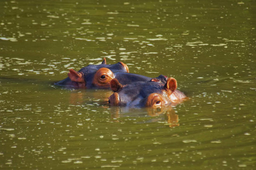 游泳,头,无人,横图,室外,特写,白天,正面,美景,哺乳动物,河马,野生动物,非洲,南非,阴影,朦胧,模糊,光线,影子,池塘,景观,水池,注视,一只,阳光,自然,动物,观察,看,景色,观看,察看,关注,自然风光,凶猛,泅水,阿非利加洲,南非共和国,拍浮,残暴,凶残,头部,半身,彩图