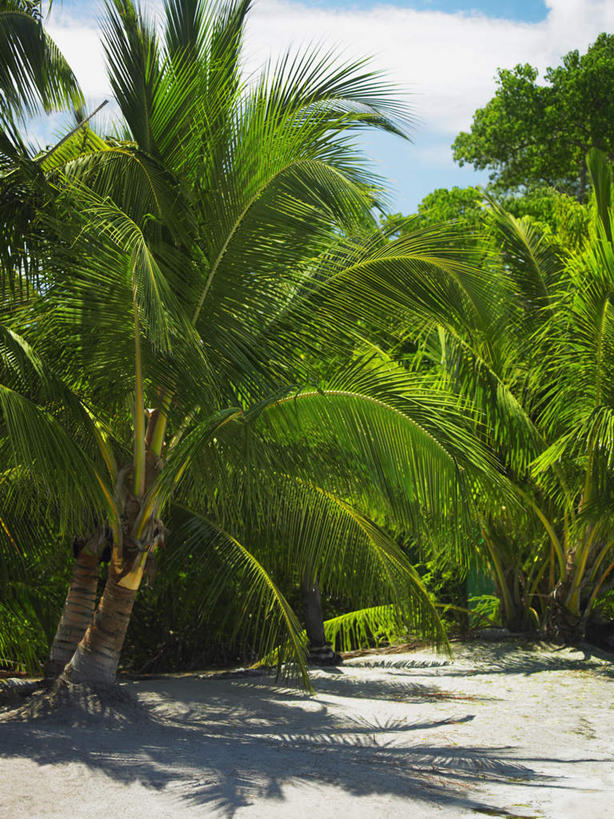 无人,竖图,室外,白天,正面,旅游,度假,美景,沙滩,植物,棕榈树,叶子,阴影,光线,沙子,影子,海岸,景观,云,云朵,绿叶,沙地,云彩,娱乐,树,树木,蓝色,绿色,白云,蓝天,天空,阳光,自然,天,享受,休闲,嫩叶,景色,南美,放松,生长,晴朗,成长,南美洲,西印度群岛,拉丁美洲,自然风光,美洲,棕榈叶,亚美利加洲,南亚美利加洲,新普罗维登斯岛,新普洛维顿斯岛,叶,叶片,海滩,晴空,彩图,巴哈马群岛