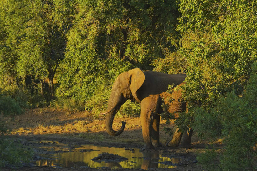 无人,站,横图,室外,白天,侧面,旅游,度假,石头,美景,植物,哺乳动物,大象,野生动物,非洲,南非,一头,阴影,光线,石子,影子,景观,注视,娱乐,树,树木,绿色,阳光,自然,动物,观察,看,站着,享受,休闲,景色,放松,生长,成长,观看,察看,关注,自然风光,阿非利加洲,南非共和国,石块,岩石,象,站立,彩图,全身