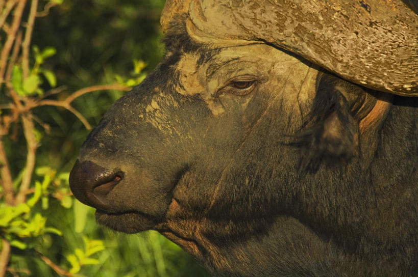 头,无人,站,横图,室外,特写,白天,侧面,美景,植物,牛,野生动物,非洲,南非,阴影,朦胧,模糊,光线,影子,景观,枝条,注视,树,树木,树枝,一只,阳光,自然,动物,观察,看,站着,景色,观看,察看,关注,自然风光,凶猛,非洲水牛,阿非利加洲,南非共和国,虬枝,枝杈,残暴,凶残,头部,水牛,站立,半身,彩图