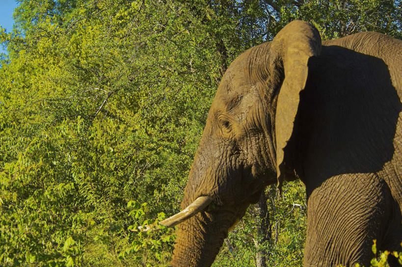 无人,站,横图,室外,白天,仰视,旅游,度假,美景,植物,哺乳动物,大象,野生动物,非洲,南非,阴影,光线,影子,景观,枝条,注视,娱乐,树,树木,树枝,一只,阳光,自然,动物,观察,看,站着,享受,休闲,景色,放松,观看,察看,关注,自然风光,阿非利加洲,南非共和国,虬枝,枝杈,象,站立,半身,彩图,低角度拍摄