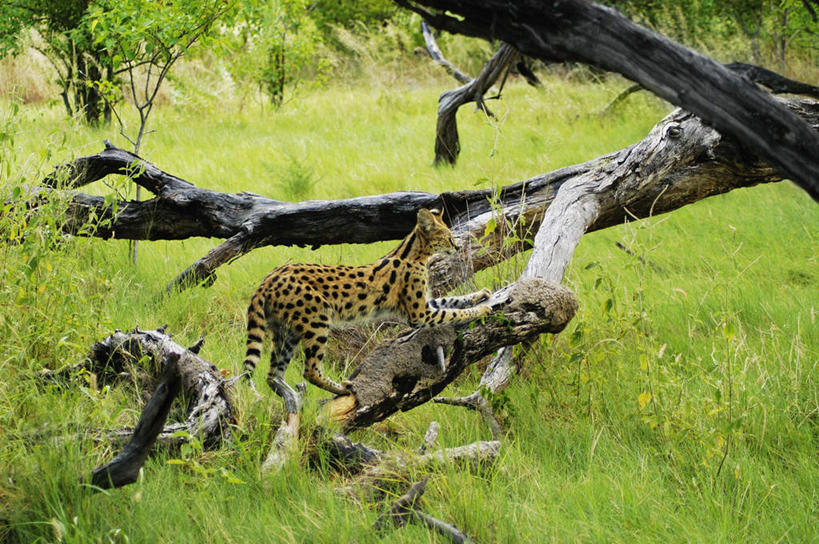 无人,站,横图,室外,白天,正面,旅游,度假,草地,草坪,美景,植物,豹子,野生动物,非洲,博茨瓦纳,阴影,光线,影子,景观,枝条,注视,娱乐,草,树,树木,树枝,一只,绿色,阳光,自然,动物,观察,看,站着,享受,休闲,景色,放松,生长,成长,观看,察看,关注,自然风光,金钱豹,印度豹,凶猛,奥卡万戈三角洲,文豹,奥卡万戈沼泽,波札那,博茨瓦纳共和国,虬枝,枝杈,残暴,凶残,猎豹,花豹,豹,站立,彩图,全身