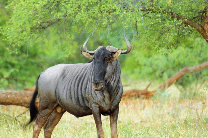无人,站,横图,室外,白天,正面,旅游,度假,美景,植物,哺乳动物,野生动物,羊,非洲,南非,阴影,朦胧,模糊,光线,羚羊,影子,景观,枝条,注视,娱乐,树,树木,树枝,一只,阳光,自然,动物,观察,看,站着,享受,休闲,景色,放松,可爱,活泼,观看,察看,关注,自然风光,角马,牛羚,阿非利加洲,羚牛,扭角羚,南非共和国,虬枝,枝杈,斑纹角马,黑斑牛羚,黑尾牛羚,蓝角马,站立,半身,彩图