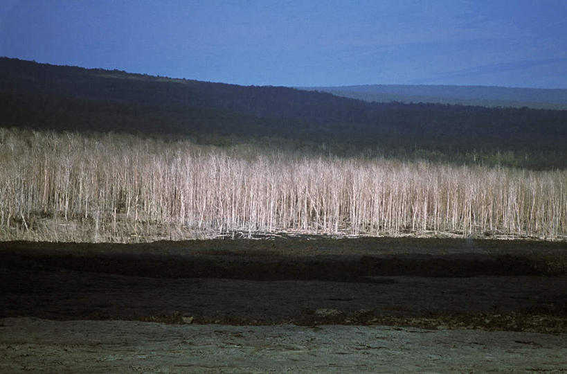 无人,横图,室外,白天,正面,旅游,度假,石头,美景,森林,树林,植物,美国,石子,景观,喷发,娱乐,树,树木,绿色,自然,享受,休闲,景色,放松,生长,成长,北美,北美洲,自然风光,美洲,爆发,火山爆发,火山喷发,北亚美利加洲,亚美利加洲,火成岩,岩浆岩,暴发,地壳运动,地质现象,石块,岩石,彩图