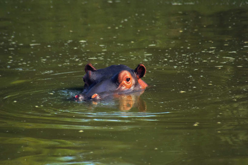 游泳,头,无人,横图,室外,特写,白天,正面,美景,哺乳动物,河马,野生动物,非洲,南非,一头,阴影,朦胧,模糊,光线,影子,景观,注视,阳光,自然,动物,观察,看,景色,观看,察看,关注,自然风光,凶猛,泅水,阿非利加洲,南非共和国,拍浮,残暴,凶残,头部,彩图