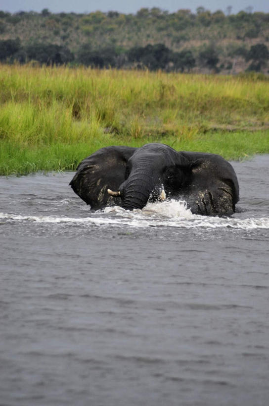 无人,公园,站,竖图,室外,白天,侧面,旅游,度假,草地,草坪,河流,美景,水,植物,哺乳动物,大象,野生动物,非洲,博茨瓦纳,一头,阴影,光线,影子,河水,景观,水流,注视,娱乐,草,绿色,阳光,自然,动物,低头,观察,看,站着,享受,休闲,景色,放松,观看,察看,国家公园,关注,自然风光,垂头,波札那,博茨瓦纳共和国,乔贝国家公园,象,站立,彩图,全身