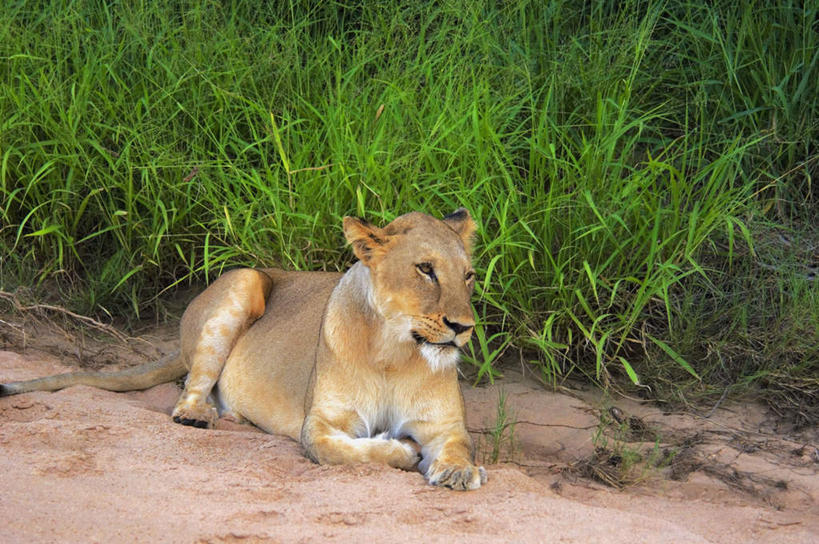 无人,横图,室外,白天,正面,旅游,度假,草地,草坪,美景,植物,哺乳动物,野生动物,狮子,非洲,南非,一头,阴影,光线,影子,景观,注视,娱乐,草,绿色,阳光,自然,动物,观察,看,趴着,享受,休闲,景色,放松,观看,察看,关注,自然风光,凶猛,阿非利加洲,南非共和国,残暴,凶残,趴,彩图,全身