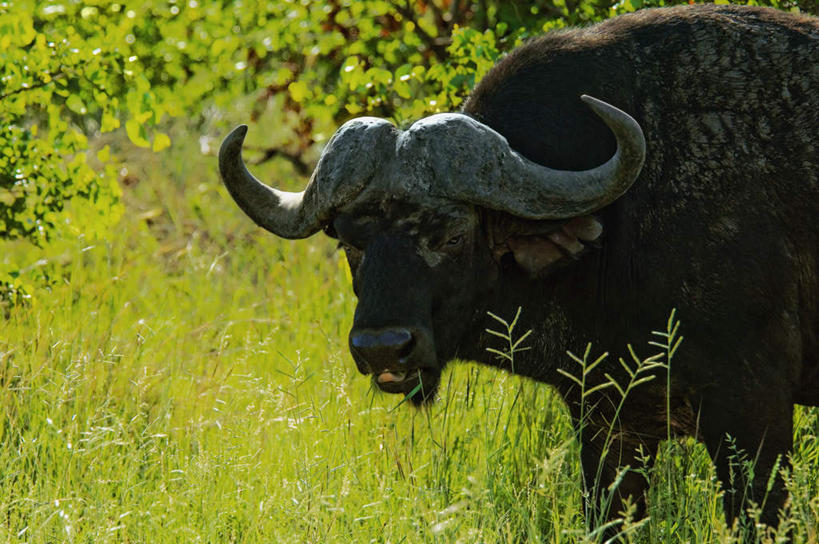 无人,站,横图,室外,白天,正面,旅游,度假,美景,牛,野生动物,非洲,南非,阴影,光线,影子,景观,注视,娱乐,踩,一只,黑色,阳光,自然,动物,踩着,观察,看,站着,享受,休闲,景色,放松,观看,察看,关注,自然风光,凶猛,非洲水牛,阿非利加洲,南非共和国,残暴,凶残,水牛,站立,半身,彩图