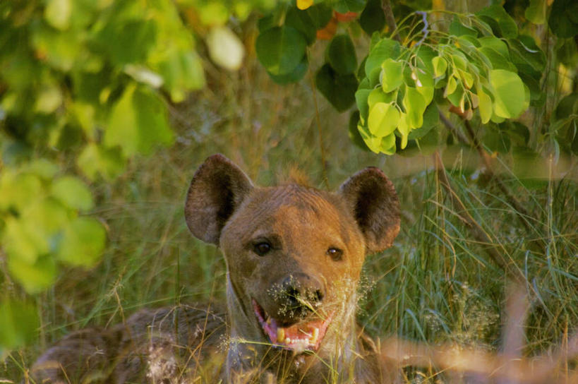 头,无人,动物园,横图,室外,特写,白天,正面,美景,植物,狗,野生动物,叶子,非洲,南非,阴影,朦胧,模糊,光线,影子,景观,绿叶,枝条,注视,树,树木,树枝,一只,阳光,自然,动物,观察,看,嫩叶,景色,观看,察看,国家公园,关注,自然风光,凶猛,鬣狗,克鲁格国家公园,阿非利加洲,德兰士瓦省,南非共和国,虬枝,枝杈,残暴,凶残,头部,叶,叶片,半身,彩图