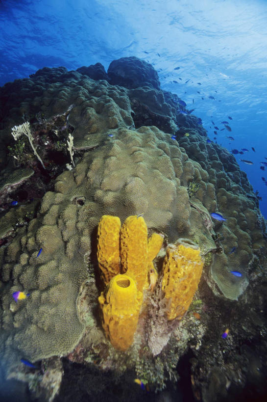 无人,竖图,室外,白天,正面,旅游,度假,海底,水下,海浪,海洋,美景,英国,欧洲,阴影,光线,鱼,珊瑚,影子,景观,浪花,水底,娱乐,珊瑚礁,鱼类,海洋生物,无脊椎动物,阳光,自然,海水,享受,休闲,景色,放松,海底世界,腔肠动物,开曼群岛,西欧,自然风光,水生动物,大不列颠,水生物,海景,海底动物,海底礁,大不列颠及北爱尔兰联合王国,大不列颠联合王国,日不落英帝国,珊瑚虫,凯门群岛,开曼岛,大海,风浪,海,海床,海水的波动,礁,近岸浪,岩石,涌浪,半身,彩图