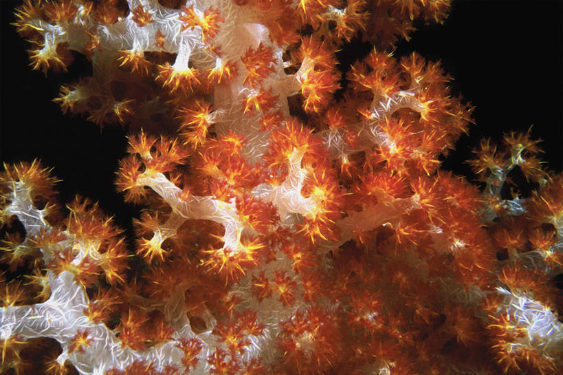 无人,横图,室外,特写,白天,正面,旅游,度假,海底,水下,海浪,海洋,美景,马来西亚,亚洲,阴影,光线,珊瑚,影子,景观,浪花,水底,娱乐,珊瑚礁,海洋生物,无脊椎动物,黄色,红色,阳光,自然,海水,享受,休闲,橙色,景色,放松,海底世界,东南亚,腔肠动物,软珊瑚,自然风光,海景,海底礁,珊瑚虫,马来西亚联邦,大海,风浪,海,海床,海水的波动,礁,近岸浪,岩石,涌浪,半身,彩图