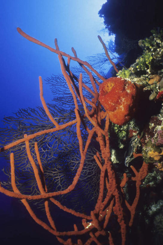 无人,竖图,室外,白天,正面,旅游,度假,海底,水下,海浪,海洋,礁石,石头,美景,英国,欧洲,海绵,石子,景观,浪花,水底,娱乐,海洋生物,自然,海水,享受,休闲,景色,放松,海底世界,开曼群岛,西欧,自然风光,水生动物,大不列颠,水生物,海景,海底动物,大不列颠及北爱尔兰联合王国,大不列颠联合王国,日不落英帝国,多孔动物,凯门群岛,开曼岛,大海,风浪,海,海床,海水的波动,礁,近岸浪,石块,岩石,涌浪,半身,彩图