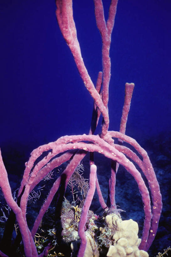 无人,竖图,室外,白天,正面,旅游,度假,海底,水下,海浪,海洋,礁石,石头,美景,海绵,石子,景观,浪花,水底,娱乐,海洋生物,自然,海水,享受,休闲,景色,南美,放松,海底世界,南美洲,西印度群岛,拉丁美洲,自然风光,水生动物,美洲,水生物,海景,海底动物,亚美利加洲,南亚美利加洲,多孔动物,凯科斯群岛,特克斯群岛,大海,风浪,海,海床,海水的波动,礁,近岸浪,石块,岩石,涌浪,半身,彩图