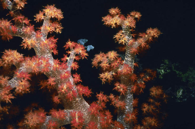 无人,横图,室外,白天,正面,旅游,度假,海底,水下,海浪,海洋,礁石,石头,美景,帕劳,海绵,石子,景观,浪花,水底,娱乐,海洋生物,自然,海水,享受,休闲,景色,放松,海底世界,太平洋,自然风光,水生动物,水生物,海景,海底动物,帕劳群岛,帛琉群岛,西太平洋,多孔动物,加罗林群岛,帕劳共和国,大海,风浪,海,海床,海水的波动,礁,近岸浪,石块,岩石,涌浪,半身,彩图