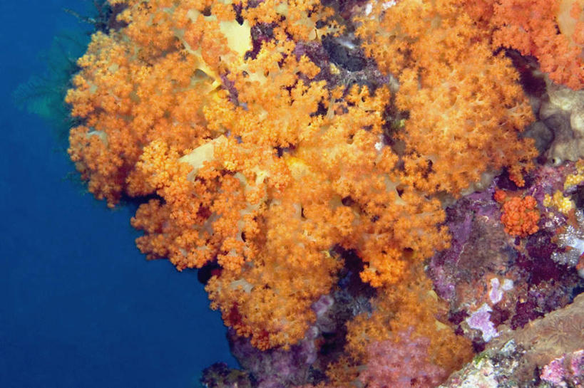 无人,横图,室外,白天,正面,旅游,度假,海底,水下,海浪,海洋,礁石,石头,美景,印度尼西亚,印尼,亚洲,石子,景观,浪花,水底,娱乐,海洋生物,无脊椎动物,自然,海水,享受,休闲,橙色,景色,放松,海底世界,东南亚,腔肠动物,软珊瑚,自然风光,海景,印度尼西亚共和国,北苏拉威西省,苏拉威西岛,西里伯斯岛,珊瑚虫,大海,风浪,海,海床,海水的波动,礁,近岸浪,石块,岩石,涌浪,半身,彩图