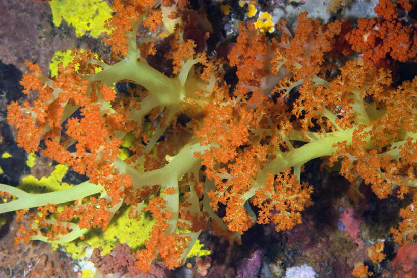 无人,横图,俯视,室外,白天,旅游,度假,海底,水下,海浪,海洋,礁石,石头,美景,印度尼西亚,印尼,亚洲,石子,景观,浪花,水底,娱乐,海洋生物,无脊椎动物,自然,海水,享受,休闲,景色,放松,海底世界,东南亚,腔肠动物,软珊瑚,自然风光,海景,印度尼西亚共和国,北苏拉威西省,苏拉威西岛,西里伯斯岛,珊瑚虫,大海,风浪,海,海床,海水的波动,礁,近岸浪,石块,岩石,涌浪,半身,彩图,高角度拍摄